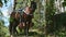 Two big brown domestic saddled horses tied to tropical tree