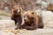 Two big brown Kamchatka bears