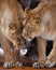 Two big cats lioness girlfriends caress each other. african cats communicate