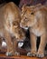 Two big cats lioness girlfriends caress each other. african cats communicate