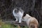 Two big cats looking at each other, pets at Hart Park, Bakersfield, CA.