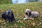 Two big dogs,  lying  in the meadow at a lake