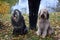 Two big dogs,  sitting  in the meadow at a lake