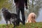 Two big dogs,  sitting  in the meadow at a lake