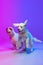 Two big dogs, white Clumber playing isolated over gradient pink blue studio background in neon light filter. Concept of