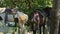 Two big domestic horses tied to tropical trees resting in forest shadow