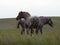 Two big gray draft horses