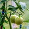 Two big green ecological tomatoes grown in private greenhouse