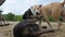 Two Big Happy Dogs are Playing and Fighting on the Sandy Beach. Koh Phangan, Thailand.