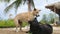 Two Big Happy Dogs are Playing and Fighting on the Sandy Beach. Koh Phangan, Thailand.