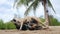 Two Big Happy Dogs are Playing and Fighting on the Sandy Beach. Koh Phangan, Thailand.