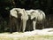 Two Big Huge Elephants Together in Love Close