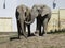 Two Big Huge Elephants Together in Love Close