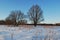 Two big lonely oaks stand in the middle of the snow field.