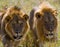 Two big male lions on the hunt. National Park. Kenya. Tanzania. Masai Mara. Serengeti.