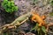 Two big orange and green lizards together. Couple. Love.