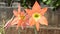 Two big orange lilly flower blooming on the plant