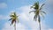 Two big palm trees in the blue sunny sky