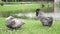 Two big people are strolling along the green grass by the pond