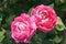 Two big pink blossoming roses at the Garden