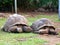 Two Big Seychelles turtles
