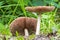 These two big sheath mushroom Volvariella Gloiocephala in the Prielenbos in Zoetermeer beautifully show the fine gills under the