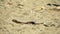 two big snakes on the sand, coiling and biting in a fight. Pseudopus apodus reptilian combat.