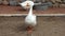 Two big white geese walking on farm yard