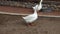 Two big white geese walking on farm yard