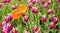 Two big yellow-orange tulips on background of many small pink tu