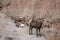 Two Bighorn Sheep in the Badlands South Dakota