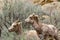 Two Bighorn Sheep Ewes in sage