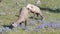 Two bighorn sheep grazing on mt washburn in yellowstone