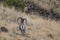 Two Bighorn Sheep Rams Standoff