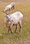 Two bighorn sheeps, ovis canadensis