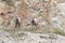 Two bighorn sheeps, ovis canadensis