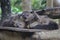 Two binturongs are showing a threatening expression.