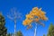 Two Birch Treetops in Autumn