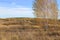 Two birches on a hill stand in the wind