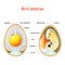 Two bird eggs with embryo and egg anatomy. Cross section illustration of inside egg