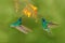 Two bird with orange flower. Green hummingbirds Green Violet-ear, Colibri thalassinus, flying next to beautiful yellow flower, Sav