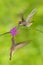 Two bird with pink flower. Hummingbird Brown Violet-ear, Colibri delphinae, bird flying next to beautiful violet bloom, nice flowe