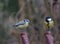 Two bird tit on branch