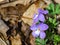 Two Birdfoot Violet Wildflowers, Viola pedata