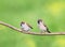 Two birds an adult and a nestling of a Sparrow sitting on a bran