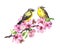 Two birds on blossom apple, cherry branch in pink flowers. Watercolor flowering tree with bird couple