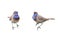 Two birds bluethroats in different poses isolated