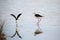 Two birds called Black winged stilt with a beak on the water