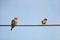 Two birds on the electricity wire
