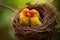 Two birds find tranquility as they sit together in their cozy nest, bringing a sense of warmth and harmony, Lovebirds building a